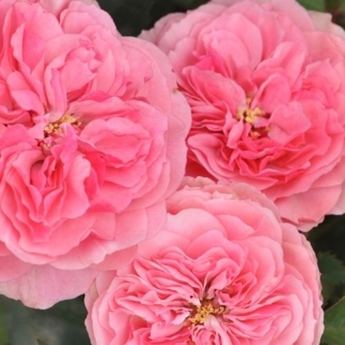 Rózsaszín - Csokros virágú - magastörzsű rózsafa- bokros koronaforma